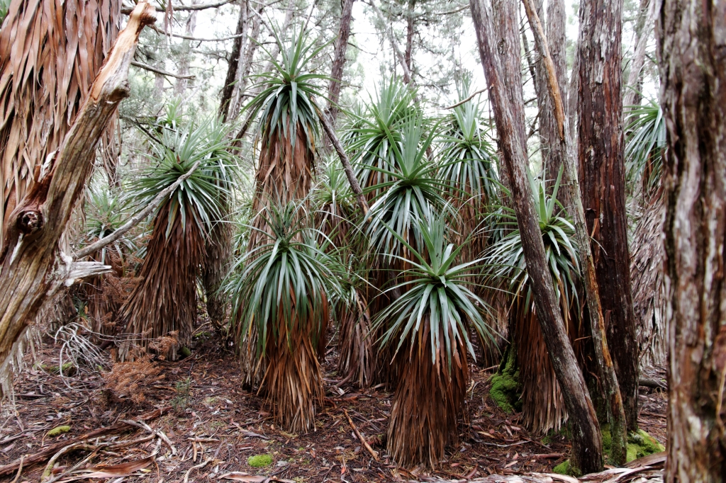 17 - Mt Field NP (9) - Pandani.jpg